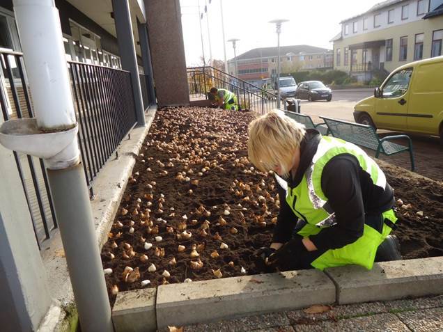 Plantering av lökar på hösten