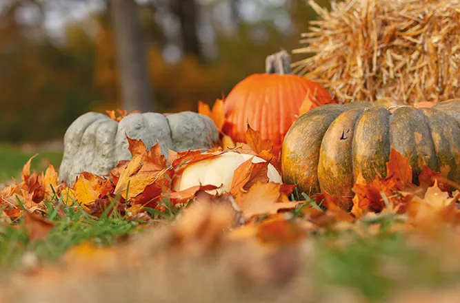 en bild som passar till innehållet i artikeln