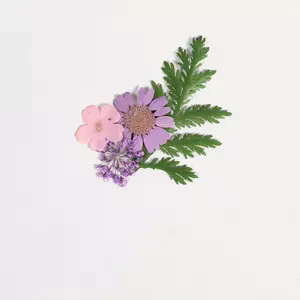 Blommor Torkade/Pressade 35-pack (för bord m.m.)