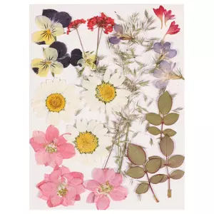 Blommor Torkade/Pressade 24-pack (för smycken m.m.)