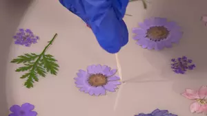 Blommor Torkade/Pressade 35-pack (för bord m.m.)