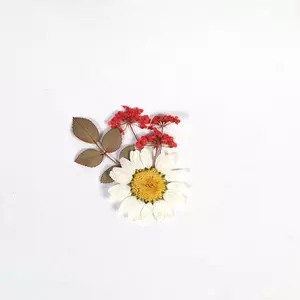 Blommor Torkade/Pressade 24-pack (för smycken m.m.)