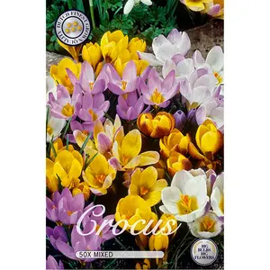 Botanisk krokus, blandade färger 50 st