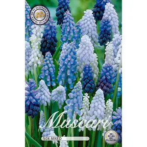 Pärlhyacint, blandade sorter 50 st