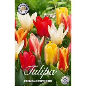 Botanisk tulpan, blandade färger 20 st