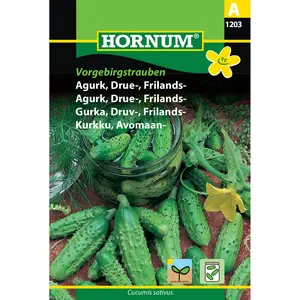 Druvgurka, Vorgebirgstrauben