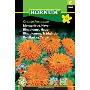 Ringblomma, Orange Porcupine