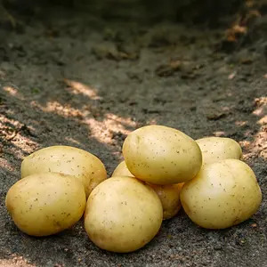 Sättpotatis, Solist 2 kg Ekologisk