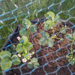 Bärnät 4x5 m, blå