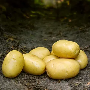 Sättpotatis, Ballerina 2 kg