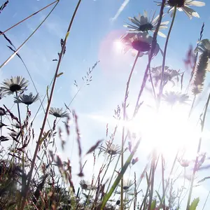 Blomsterängsblandning vildäng 100m2