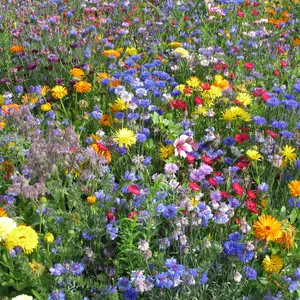 Blomsterängsblandning sommar 25m2