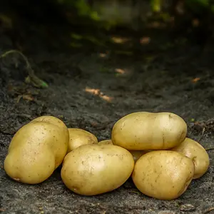Sättpotatis, Bintje 2 kg