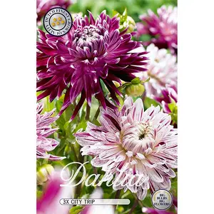 Dahlia, Combo City Trip 3 st