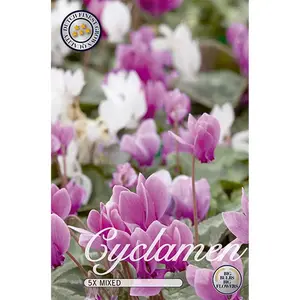 Höstcyklamen, blandade färger 5 st