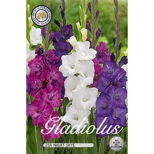 Gladiol, Night Sky combo 25 st