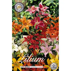 Liljor, blandade färger 10 st