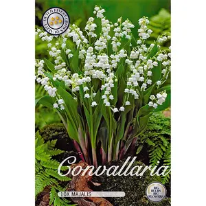 Liljekonvalj, vit 10 st