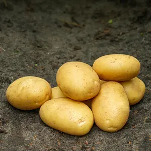 Sättpotatis, Sava 2 kg
