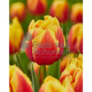 Dubbel Tulpan, Double Focus 7 st