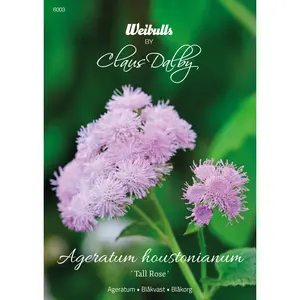 Ageratum, Tall Rose