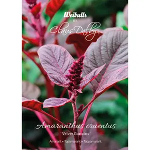 Amarant, Velvet Curtains