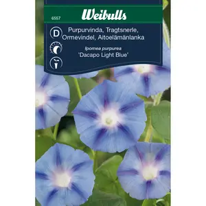 Blomman för dagen, Dacapo Light Blue - OUTLET