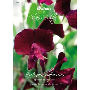 Luktärt, Spencer Beaujolais