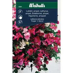 Luktärt, Sugar'n Spice ampel