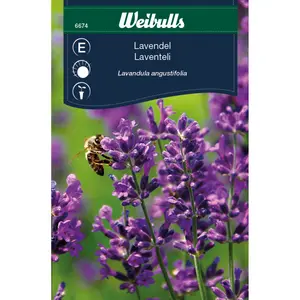Lavendel