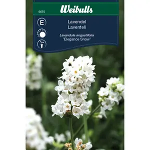 Lavendel, Ellagance Snow vit