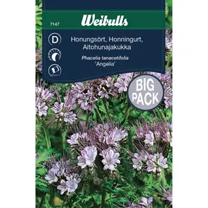 Honungsört, Angelia storpåse