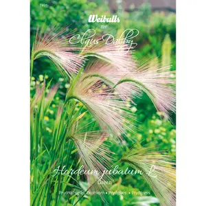 Prydnadsgräs, Ekorrkorn Green