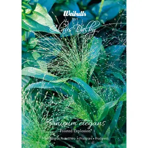 Buketthirs, Frosted Explosion