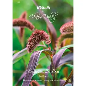 Prydnadshirch / Kolvhirsh, Red Jewel