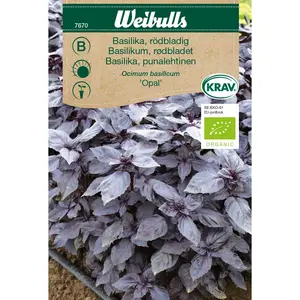 Basilika, Rödbladig Opal KRAV