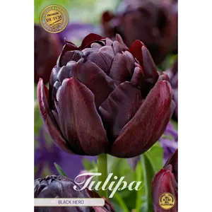 Dubbel Tulpan, Black Hero 7 st