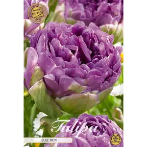 Dubbel Tulpan, Blue Wow 7 st