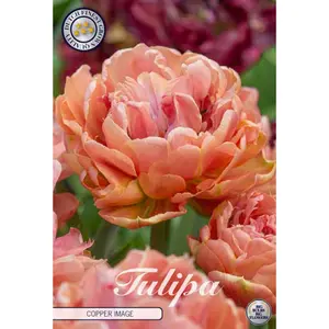 Dubbel Tulpan, Copper Image 7 st