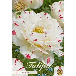 Dubbel Tulpan, Dance Line 7 st