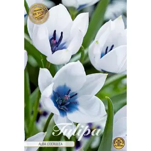 Botanisk tulpan, Alba Coerulea 5 st