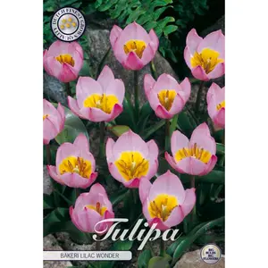 Botanisk tulpan, Bakeri Lilac Wonder 10 st