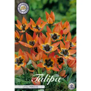 Botanisk tulpan, Little Princess 10 st