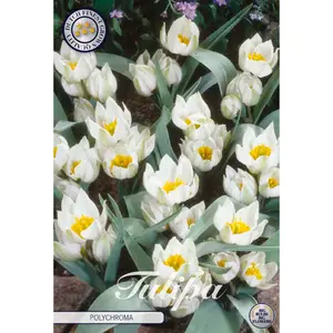 Botanisk tulpan, Polychroma 10 st