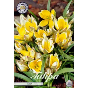 Botanisk tulpan, Tarda 10 st