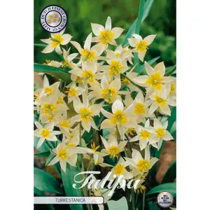 Botanisk tulpan, Turkestanica 10 st