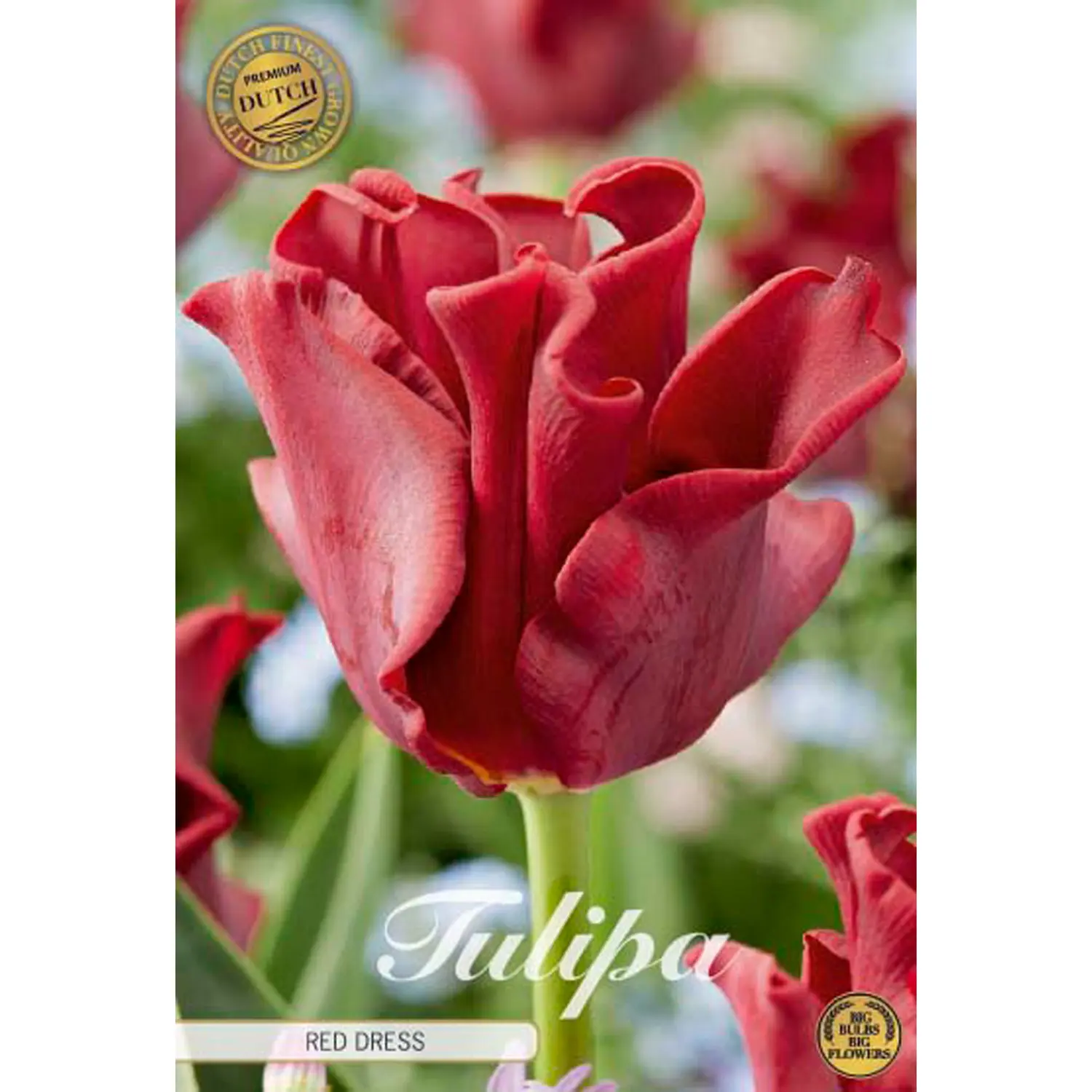 Krontulpan, Red Dress 7 st