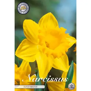 Påsklilja, Dutch Master 5 st