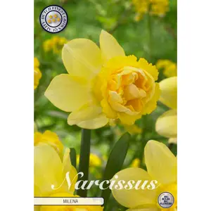 Dubbel Narciss, Milena 5 st