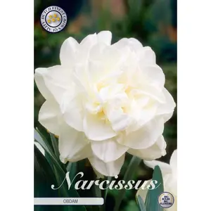 Dubbel Narciss, Obdam 5 st